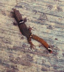 Sphaerodactylus glaucus