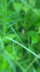 Mecynogea lemniscata