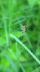 Mecynogea lemniscata