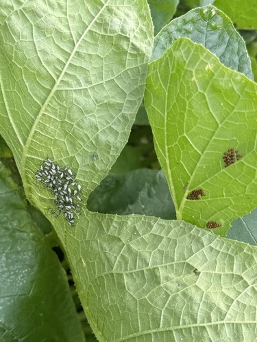 Squash bug