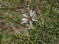 Olearia passerinoides