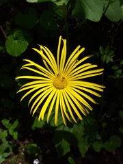 Doronicum