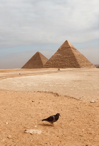 Feral Pigeon photographed in Egypt