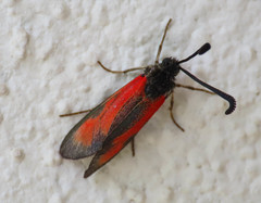 Zygaena punctum