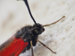 Zygaena punctum