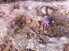 Colchicum filifolium