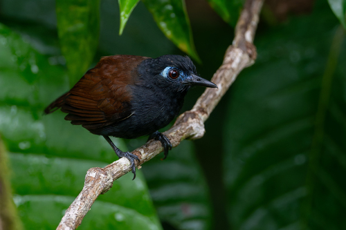 Chestnut-backed Antbird (Poliocrania exsul), photo 7