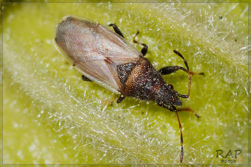 Oxycarenus hyalinipennis (Costa, 1847)