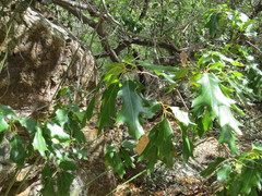 Quercus gravesii