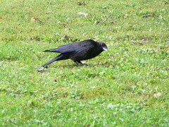 Corvus corone