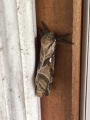 Sthenopis argenteomaculatus