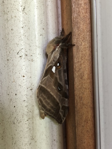 Silver-spotted Ghost Moth photo 4