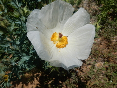 Argemone albiflora texana