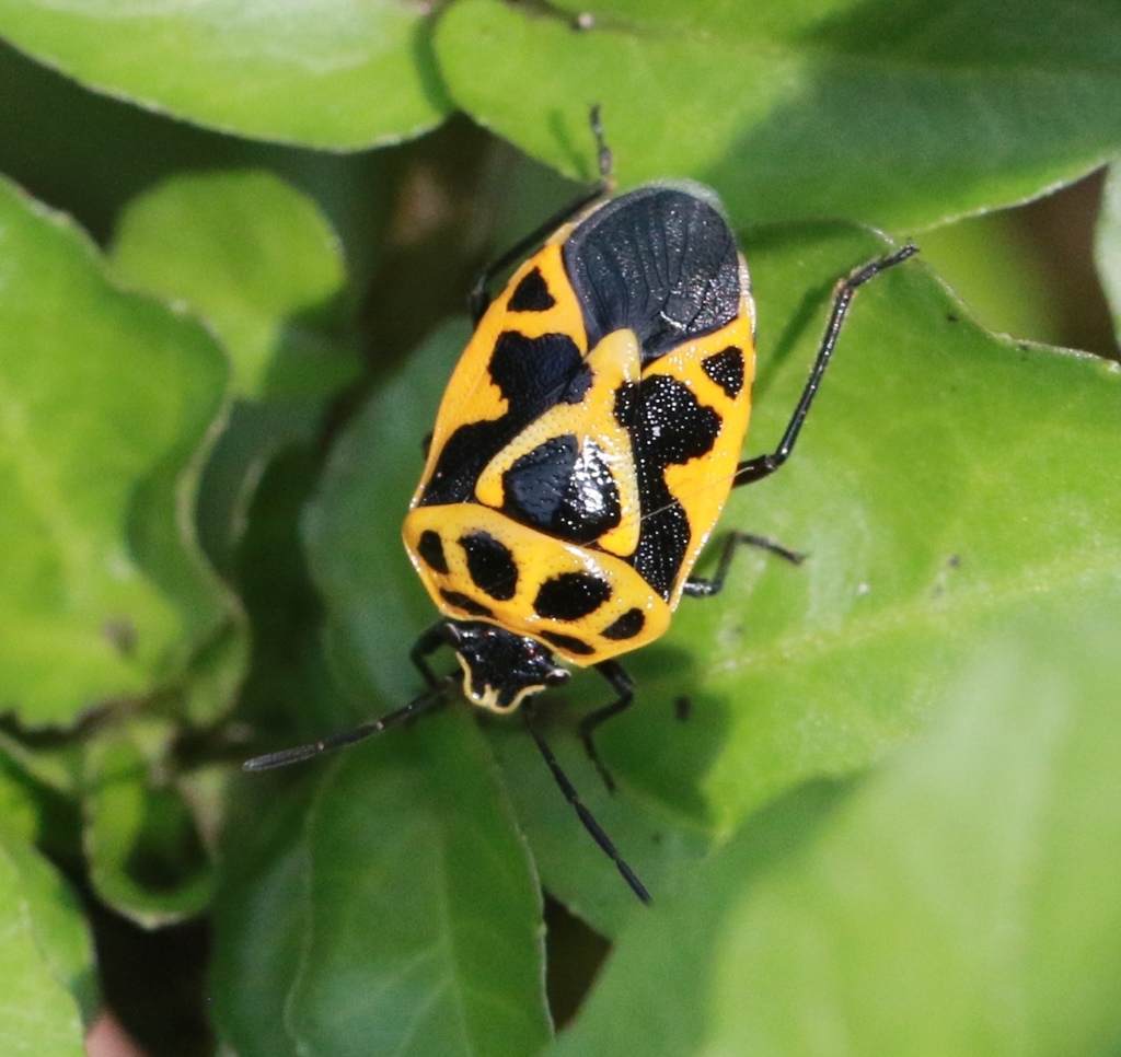 Painted bug