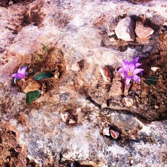 Colchicum filifolium