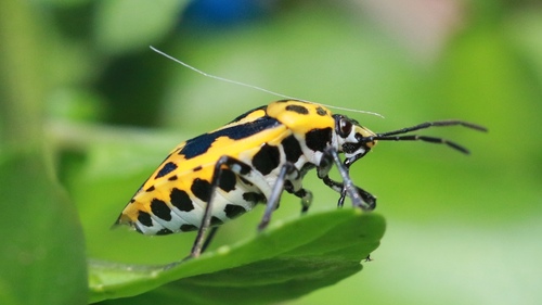 Painted bug photo 3