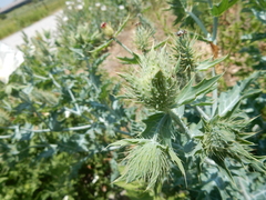 Argemone albiflora texana