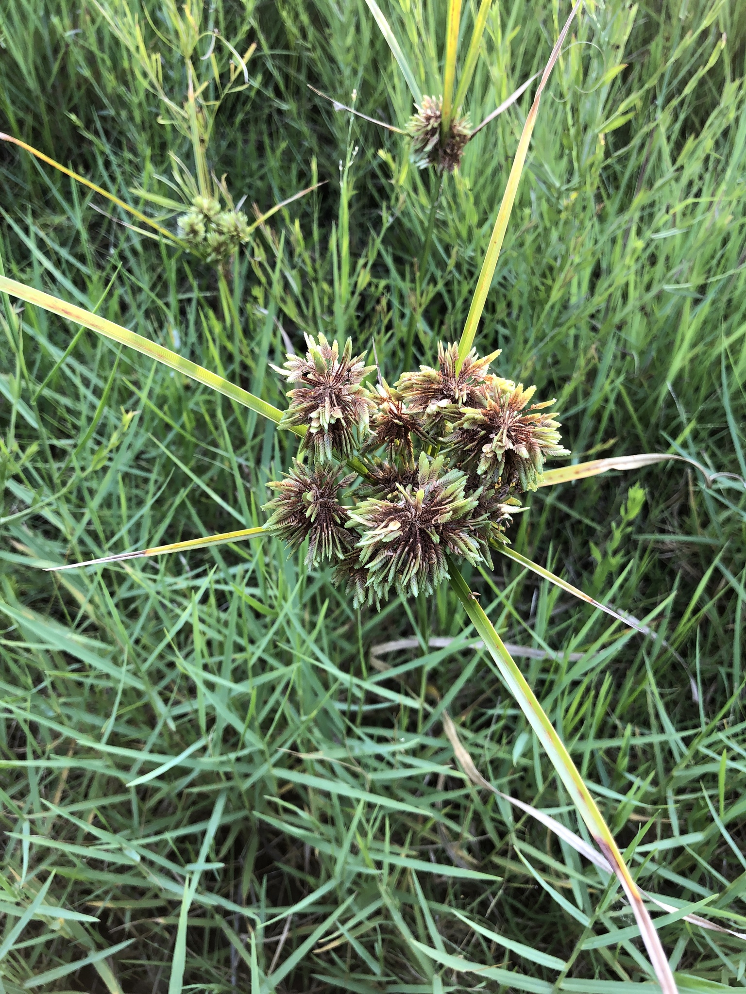 Cyperus drummondii