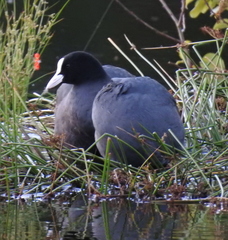 Fulica atra