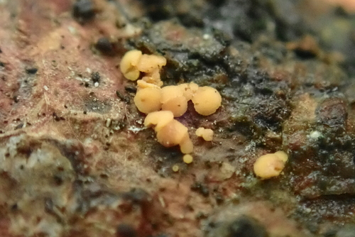 Pezicula eucrita observed 2024-08-01