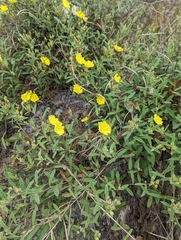 Crocanthemum corymbosum