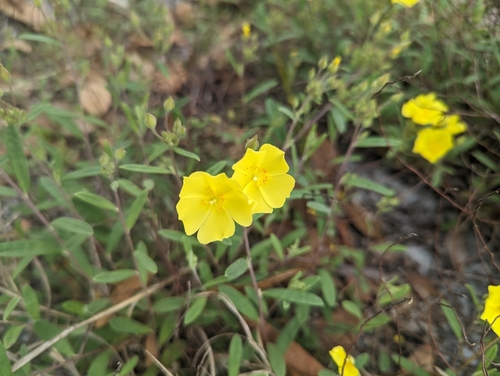 Crocanthemum corymbosum, photograph 1