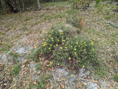 Crocanthemum corymbosum, photograph Caleb Catto, CC BY, iNaturalist via GBIF
