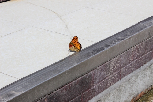 Tropical Fritillary