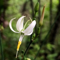 Echeandia albiflora