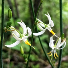 Echeandia albiflora