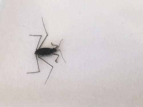 Amemboa esakii, 2020-05-05
