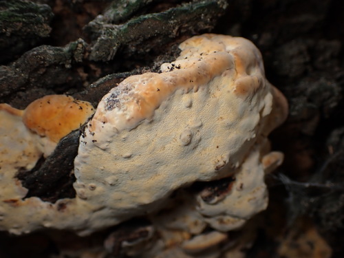 Vanderbylia fraxinea