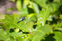 Leucorrhinia frigida