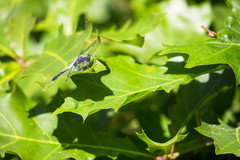 Leucorrhinia frigida