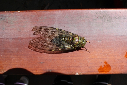 Trombonia linearis