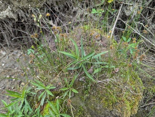 Image of Juncus nodosus by (c) Logan J.L. Bradley, some rights reserved (CC BY)