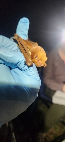 Eastern Red Bat photographed in Maryland