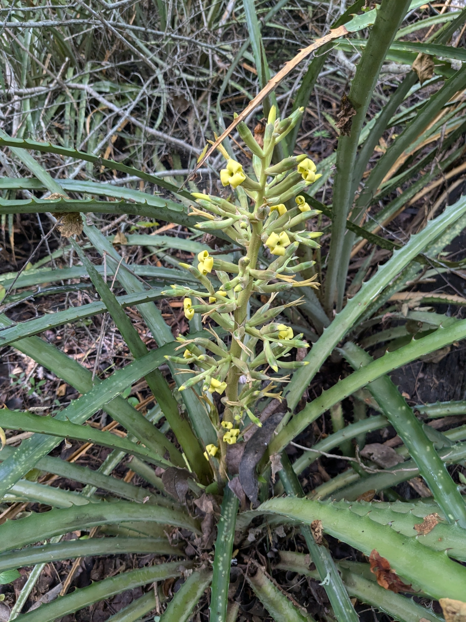 Bromelia palmeri  iNaturalist
