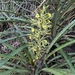 Bromelia palmeri - Photo (c) Simon Kiacz, some rights reserved (CC BY-NC), uploaded by Simon Kiacz