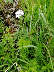 Valeriana rossica