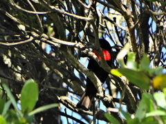 Chalcomitra senegalensis gutturalis