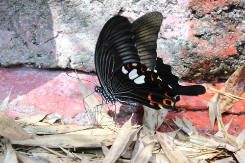 Red Helen Swallowtail