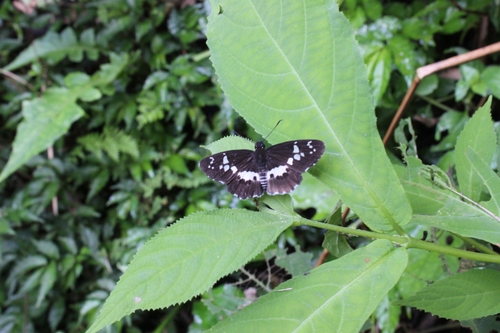 White-banded Flat