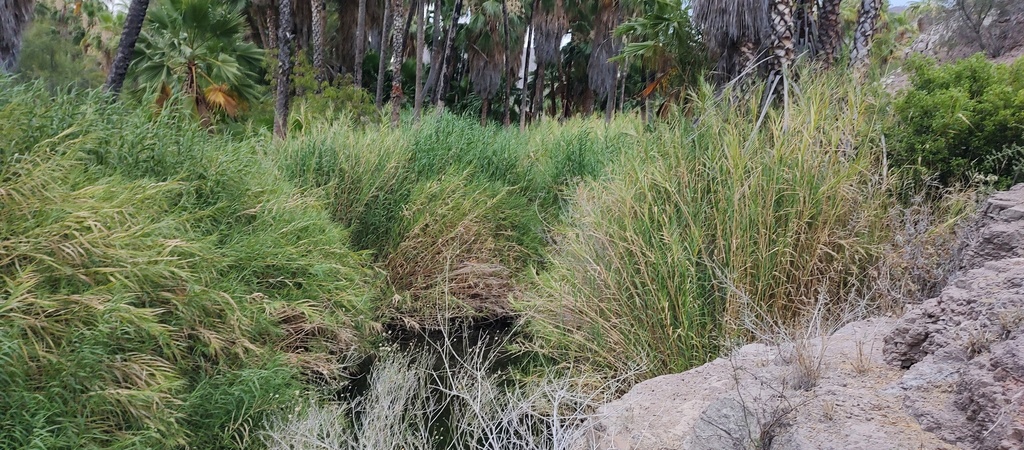 Mexican Reeds common reed from Comondú, B.C.S., México on June 21, 2024 at 05:58 AM ...