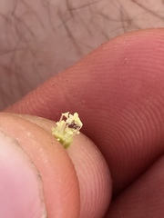 Clarkia purpurea viminea