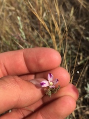 Clarkia purpurea viminea