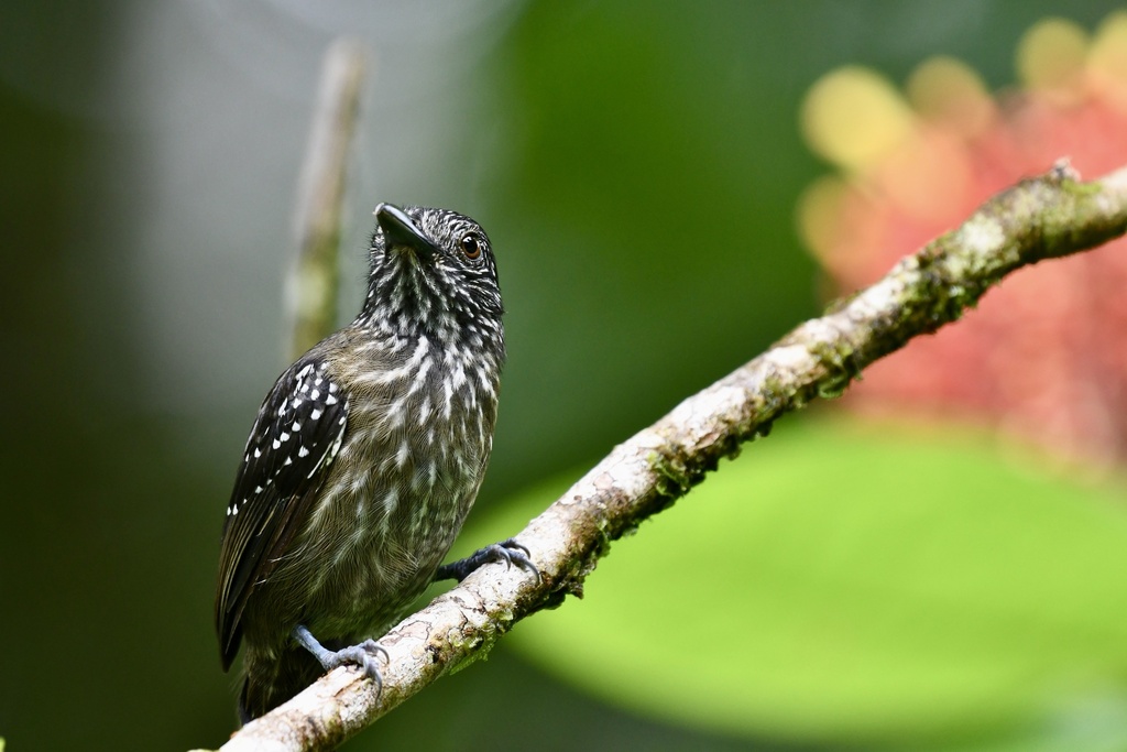 Black-hooded Antshrike photo