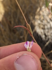Clarkia purpurea viminea