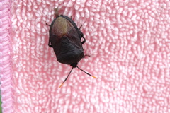 Coridius chinensis