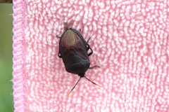 Coridius chinensis
